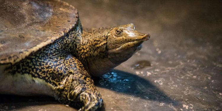 Secondo uno studio, l’animale più canadese non è il castoro o l’alce, bensì la tartaruga dal guscio molle spinosa