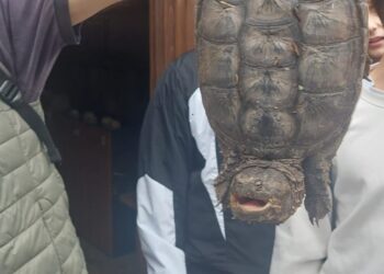 Torre Flavia, recuperata un’altra tartaruga azzannatrice: un nuovo caso nel Lazio