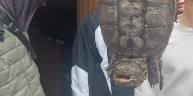 Torre Flavia, recuperata un’altra tartaruga azzannatrice: un nuovo caso nel Lazio