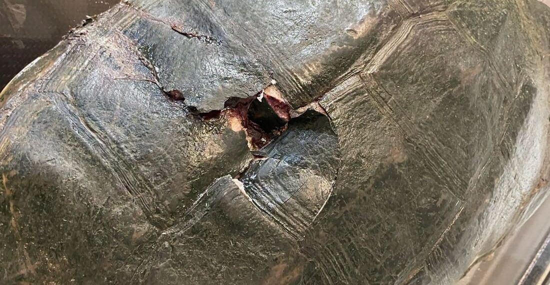 Pennsylvania, tartaruga azzannatrice muore dopo un’aggressione: gravi lesioni al carapace