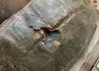 Pennsylvania, tartaruga azzannatrice muore dopo un’aggressione: gravi lesioni al carapace