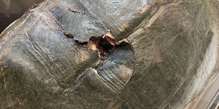 Pennsylvania, tartaruga azzannatrice muore dopo un’aggressione: gravi lesioni al carapace