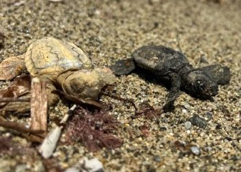 Evento raro sulla costa ionica calabrese: nata una tartaruga completamente bianca, affetta da leucismo