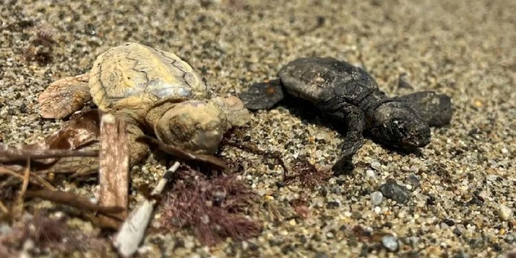 Evento raro sulla costa ionica calabrese: nata una tartaruga completamente bianca, affetta da leucismo