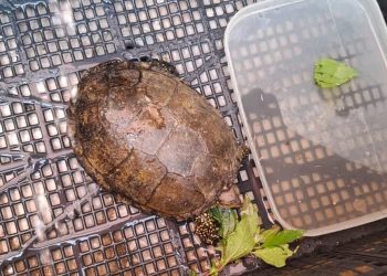 Pianosa, una sorpresa tra le dune della spiaggia: ritrovata una rara testuggine palustre europea