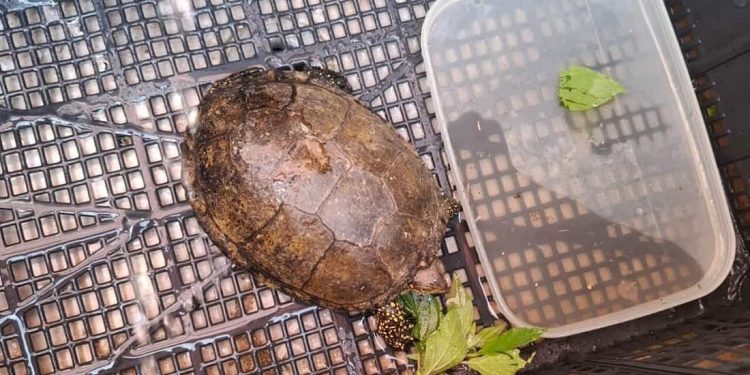 Pianosa, una sorpresa tra le dune della spiaggia: ritrovata una rara testuggine palustre europea