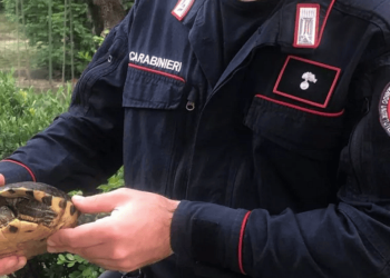 Tartaruga esotica in spiaggia salvata dai Carabinieri Forestali a Vasto Marina (CH)