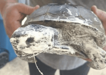 Florida, testuggine selvatica ricoperta di schiuma isolante: indagine per maltrattamento su specie protetta