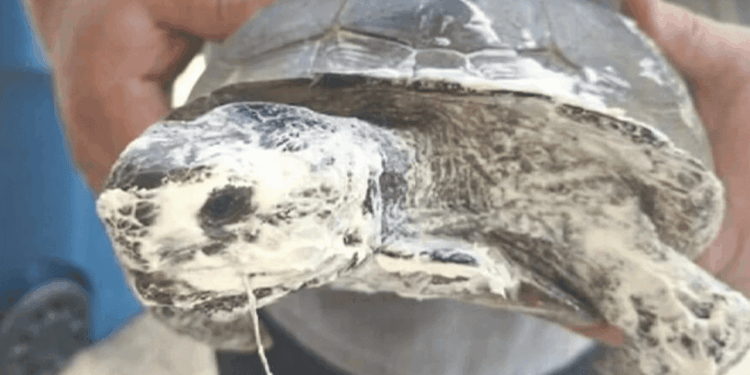 Florida, testuggine selvatica ricoperta di schiuma isolante: indagine per maltrattamento su specie protetta