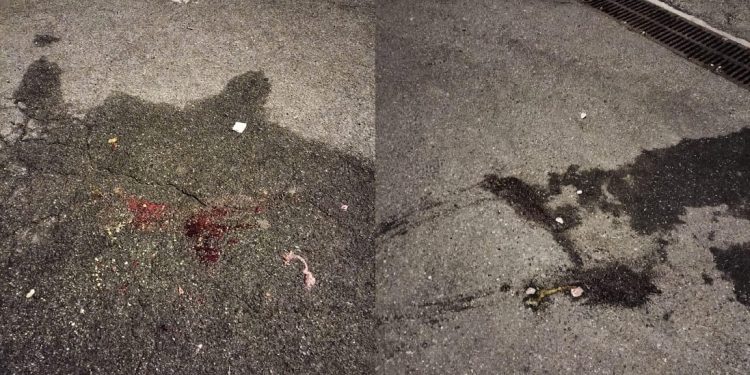 Banda di giovani uccide, lapidandola, un’indifesa tartaruga prelevata dal laghetto dei giardini pubblici