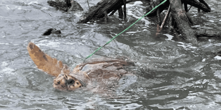 Caretta caretta salvata in Nuova Caledonia dopo essere stata legata alle mangrovie