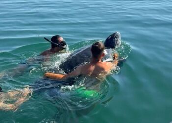 Avvistamento straordinario in Sardegna: tartaruga liuto intrappolata e liberata a Porto Corallo