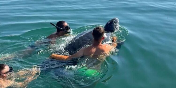 Avvistamento straordinario in Sardegna: tartaruga liuto intrappolata e liberata a Porto Corallo