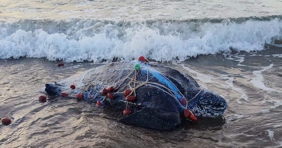 Orbetello, trovata morta una tartaruga liuto di 250 chili