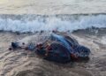 Orbetello, trovata morta una tartaruga liuto di 250 chili