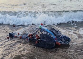 Orbetello, trovata morta una tartaruga liuto di 250 chili