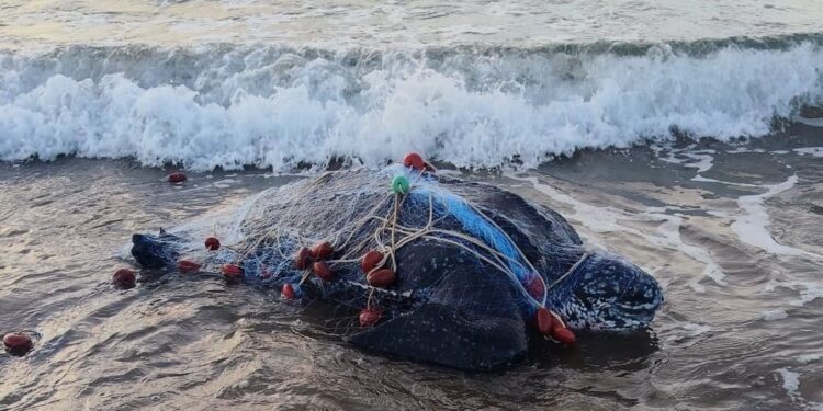 Orbetello, trovata morta una tartaruga liuto di 250 chili