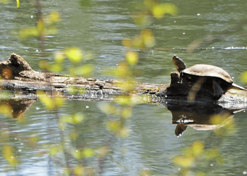 La protezione della tartaruga palustre del Pacifico potrebbe compromettere la vita dei senzatetto di Salem