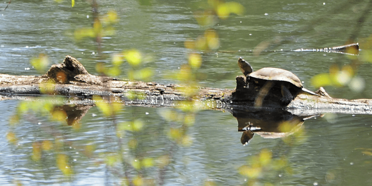 La protezione della tartaruga palustre del Pacifico potrebbe compromettere la vita dei senzatetto di Salem
