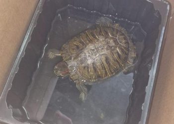 Detiene una tartaruga d’acqua dolce invasiva nella cucina del suo ristorante: multato un cinese nel mantovano