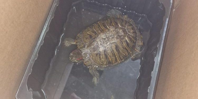 Detiene una tartaruga d’acqua dolce invasiva nella cucina del suo ristorante: multato un cinese nel mantovano