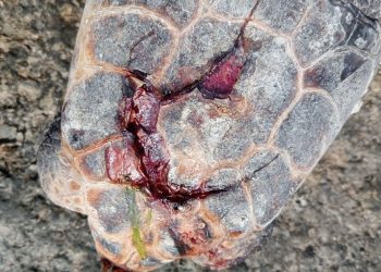 Tartaruga marina uccisa a martellate: nel 2025 esistono ancora fenomeni da “età della pietra”