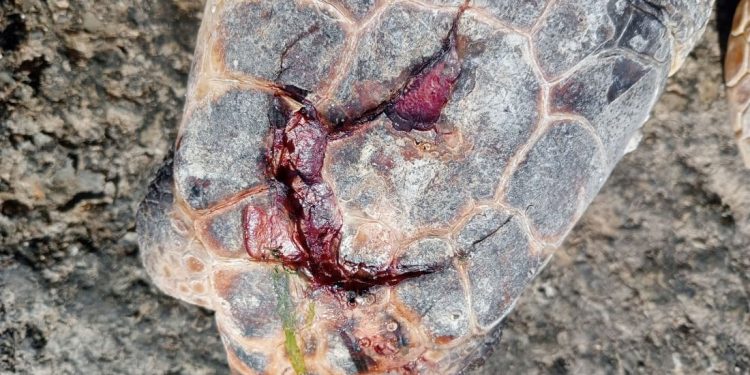 Tartaruga marina uccisa a martellate: nel 2025 esistono ancora fenomeni da “età della pietra”