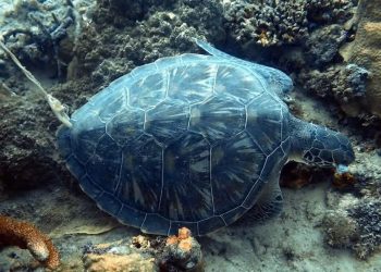 Tartaruga verde trovata morta a Bohol con una corda legata al carapace