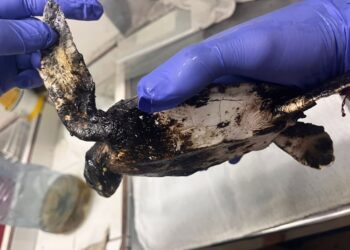 Una giovane tartaruga verde salvata dal petrolio in Costa Rica