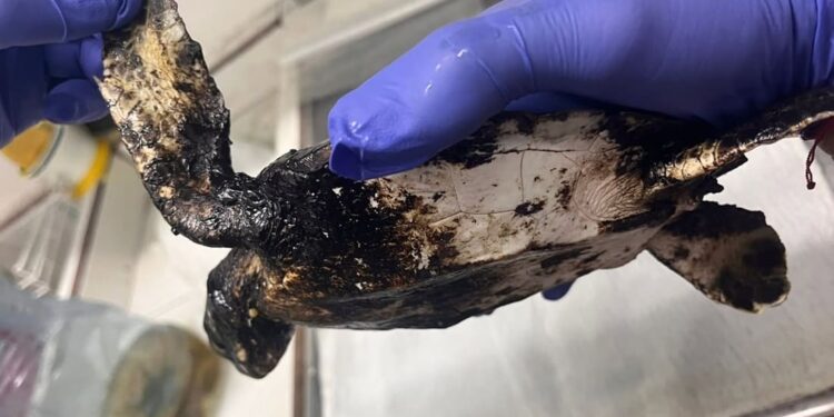 Una giovane tartaruga verde salvata dal petrolio in Costa Rica