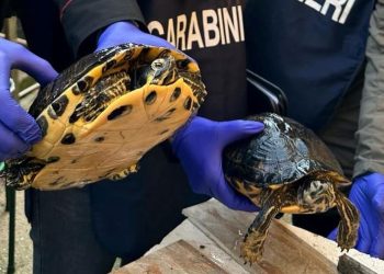 Trovato in possesso di due tartarughe invasive: denunciato un uomo nel mantovano