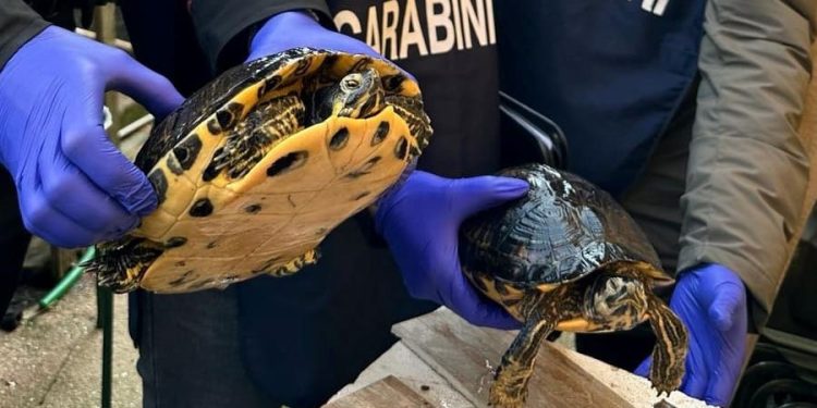 Trovato in possesso di due tartarughe invasive: denunciato un uomo nel mantovano