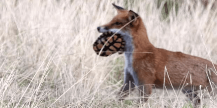 Le volpi rosse, alloctone in Australia, stanno avendo un impatto “catastrofico” sulle giovani tartarughe d’acqua dolce autoctone