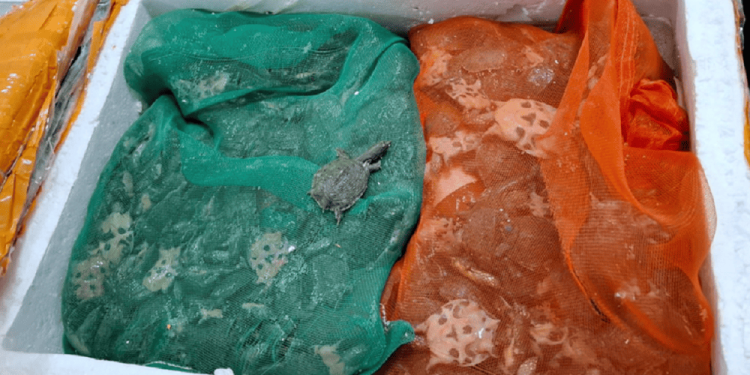 Bloccato all’aeroporto di San Paolo con quasi 400 Pelodiscus sinensis stipate in un bagaglio, tutte moribonde o già morte