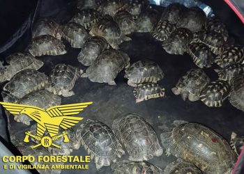 Sequestrate in Sardegna 54 testuggini protette nascoste da un uomo all’interno di una tenda in campeggio