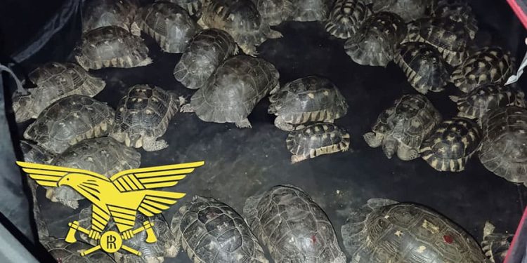 Sequestrate in Sardegna 54 testuggini protette nascoste da un uomo all’interno di una tenda in campeggio
