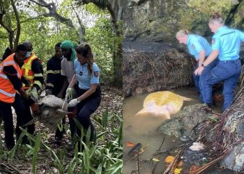 In pochi giorni, due tartarughe marine disorientate recuperate in due luoghi distanti dal mare