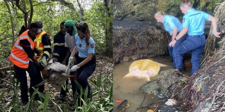In pochi giorni, due tartarughe marine disorientate recuperate in due luoghi distanti dal mare