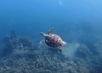 Le tartarughe marine ritornano per la prima volta nella baia di Nha Trang dopo tanti anni di assenza