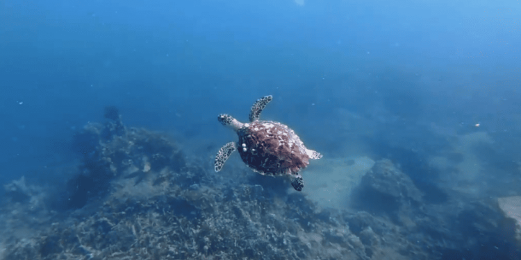 Le tartarughe marine ritornano per la prima volta nella baia di Nha Trang dopo tanti anni di assenza