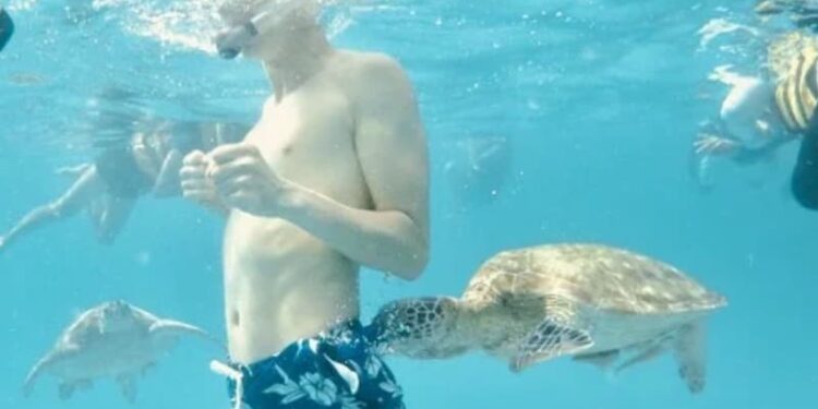 Creta, aumentano i casi di morsi di tartaruga ai bagnanti: gli esperti spiegano perché