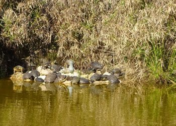 Tartarughe e pesci morti nei parchi: il prezzo dell’incuria da Torino a Palermo