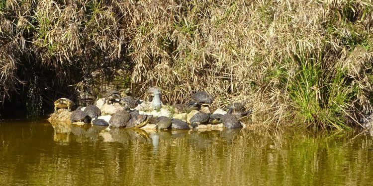 Tartarughe e pesci morti nei parchi: il prezzo dell’incuria da Torino a Palermo