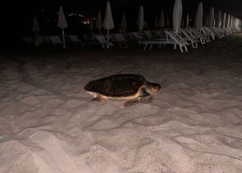 In soli due giorni, individuati cinque nidi in Campania, due in provincia di Ragusa e uno nel Lazio