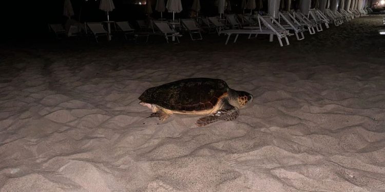 In soli due giorni, individuati cinque nidi in Campania, due in provincia di Ragusa e uno nel Lazio