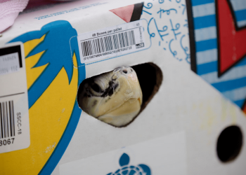 Decine di tartarughe volano in scatole di banane prima di ritornare libere in mare