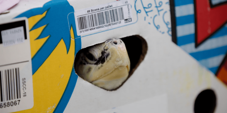 Decine di tartarughe volano in scatole di banane prima di ritornare libere in mare