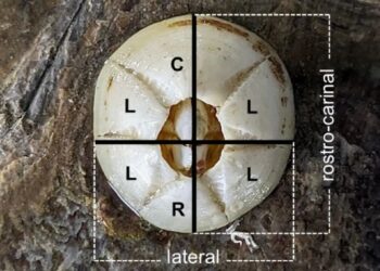 I tassi di crescita del cirripede epibionte Chelonibia testudinaria rivelano l’uso dell’habitat delle tartarughe verdi in fase pre-nidificante in Costa Rica
