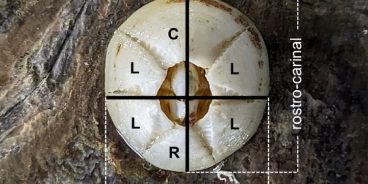 I tassi di crescita del cirripede epibionte Chelonibia testudinaria rivelano l’uso dell’habitat delle tartarughe verdi in fase pre-nidificante in Costa Rica