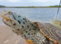 Dieci anni di ricerca sulla tartaruga dal dorso di diamante: la conservazione passa dalle paludi della Florida